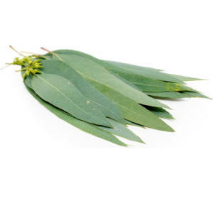 Organic Eucalyptus Leaves